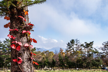 紅葉するツタウルシと秋景色