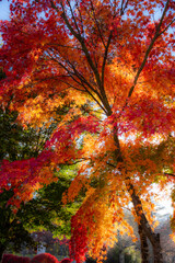 陽光に照らされる紅葉のグラデーション