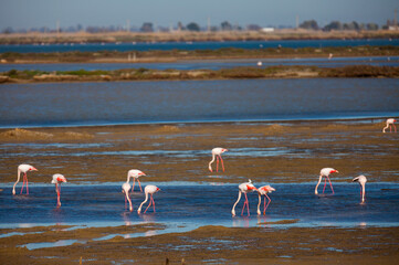 Flamingos in wetland of Ebro river Delta. Natural Park in Tarragona, Spain..