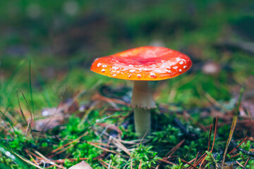 Mature Amanita Muscaria, Known as the Fly Agaric or Fly Amanita: Healing and Medicinal Mushroom with Red Cap Growing in Forest. Can Be Used for Micro Dosing, Spiritual Practices and Shaman Rituals