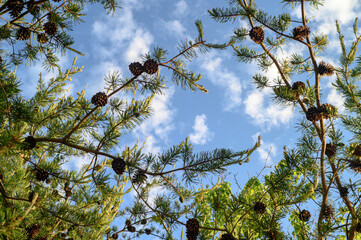 Pine trees