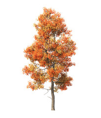 Autumn tree PNG. Autumn tree isolated on transparent background. single autumn tree cutout PNG. big old trees with yellow, orange and brown leaves. side view of transparent autumn tree.
