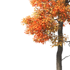 Selbstklebende Fototapeten Autumn tree branch PNG. Autumn tree branch isolated on transparent background. Branch of autumn leaves on transparent background. Autumn Tree branch with yellow, orange, Brown leaves. Corner tree. © Don