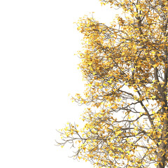 Autumn tree branch PNG. Autumn tree branch isolated on transparent background. Branch of autumn leaves on transparent background. Autumn Tree branch with yellow, orange, Brown leaves. Corner tree.