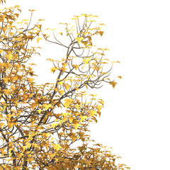 Autumn tree branch PNG. Autumn tree branch isolated on transparent background. Branch of autumn leaves on transparent background. Autumn Tree branch with yellow, orange, Brown leaves. Corner tree.