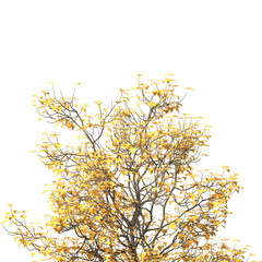 Autumn tree branch PNG. Autumn tree branch isolated on transparent background. Branch of autumn leaves on transparent background. Autumn Tree branch with yellow, orange, Brown leaves. Corner tree.