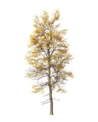Autumn tree PNG. Autumn tree isolated on transparent background. single autumn tree cutout PNG. big old trees with yellow, orange and brown leaves. side view of transparent autumn tree.