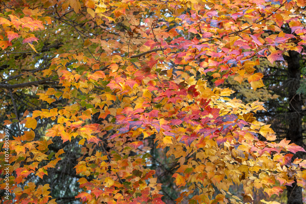 Canvas Prints full frame abstract texture background of bright autumn color leaves on a red maple (acer rubrum) tr
