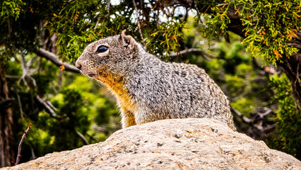 Grand Canyon Squral