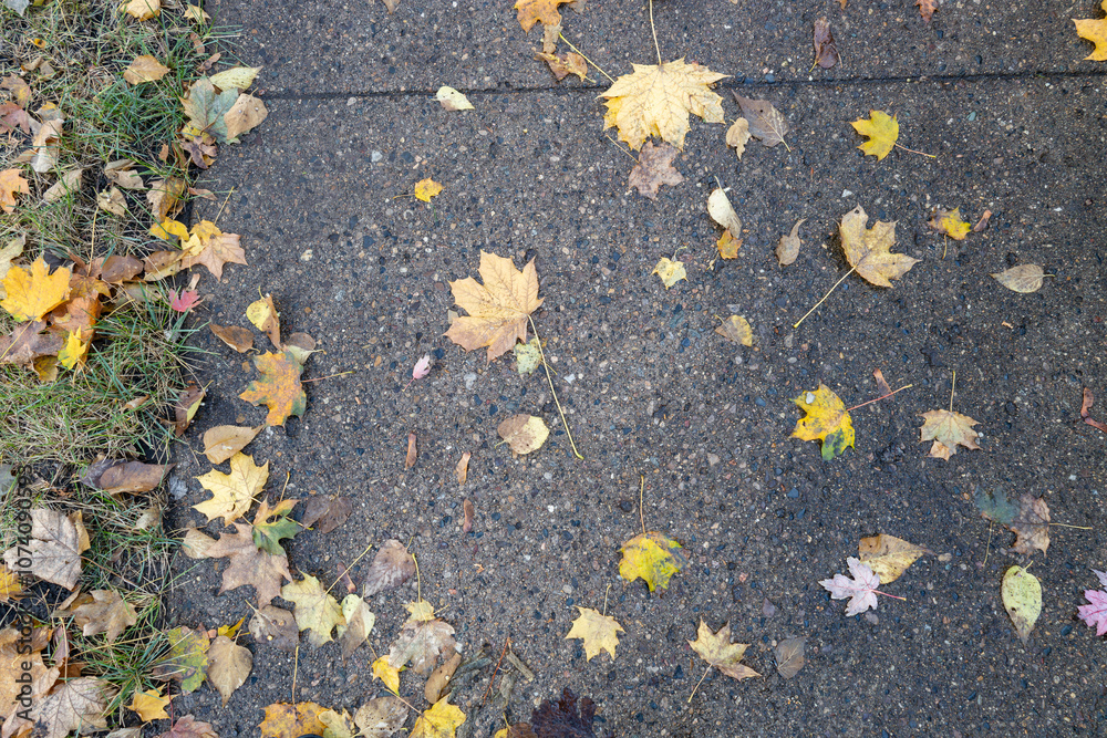 Wall mural full frame abstract texture background of naturally scattered maple leaves on a damp concrete sidewa