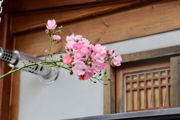 Roses infant of a hanok