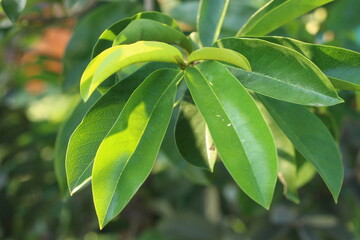Daun sirsak or annona muricata leaves