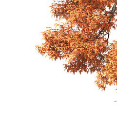 Autumn tree branch PNG. Autumn tree branch isolated on transparent background. Branch of autumn leaves on transparent background. Autumn Tree branch with yellow, orange, Brown leaves. Corner tree.