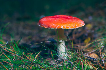 Mature Amanita Muscaria, Known as the Fly Agaric or Fly Amanita: Healing and Medicinal Mushroom with Red Cap Growing in Forest. Can Be Used for Micro Dosing, Spiritual Practices and Shaman Rituals