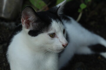 Tropical domestic black and white kitten