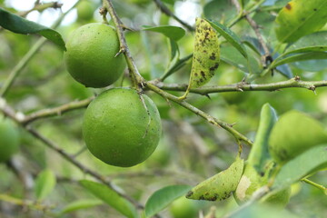 Fresh lime fruit on tree