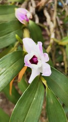 pink and White flower orquídea 