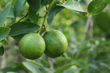 Fresh lime fruit on a tree