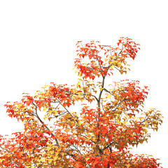 Autumn tree branch PNG. Autumn tree branch isolated on transparent background. Branch of autumn leaves on transparent background. Autumn Tree branch with yellow, orange, Brown leaves. Corner tree.