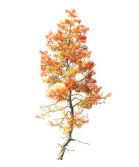 Autumn tree PNG. Autumn tree isolated on transparent background. single autumn tree cutout PNG. big old trees with yellow, orange and brown leaves. side view of transparent autumn tree.
