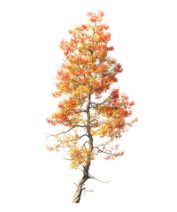 Fototapeta premium Autumn tree PNG. Autumn tree isolated on transparent background. single autumn tree cutout PNG. big old trees with yellow, orange and brown leaves. side view of transparent autumn tree.