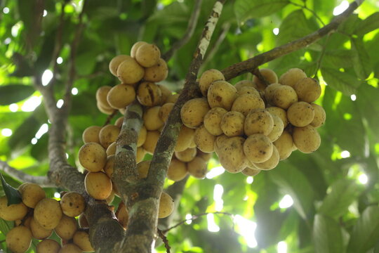 Langsat fruit or Lansium domesticum