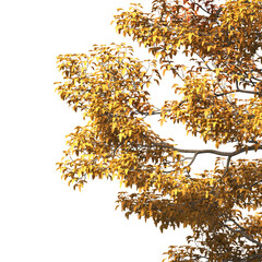 Autumn tree branch PNG. Autumn tree branch isolated on transparent background. Branch of autumn leaves on transparent background. Autumn Tree branch with yellow, orange, Brown leaves. Corner tree.