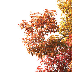 Autumn tree branch PNG. Autumn tree branch isolated on transparent background. Branch of autumn leaves on transparent background. Autumn Tree branch with yellow, orange, Brown leaves. Corner tree.