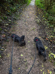 Walking two dogs in a woodland with the red poppies on