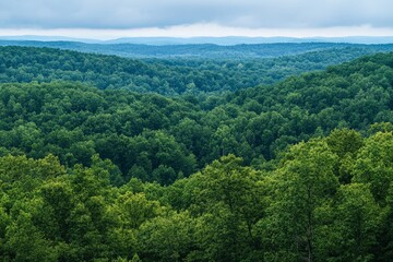 Fototapeta premium A panoramic view of a forest from above, with a sea of green treetops stretching into the distance
