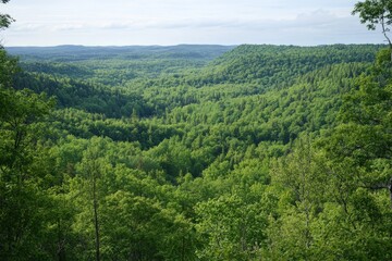 Fototapeta premium A panoramic view of a forest from above, with a sea of green treetops stretching into the distance