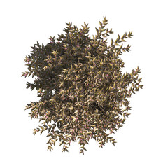 flower bush isolated on transparent background. Single Tropical plant. flower fence bush. green shrub tree PNG. Side View of flower bush with leaves PNG. transparent Shrub PNG for garden decoration.