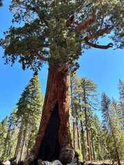Giant Sequoia tree in the summer