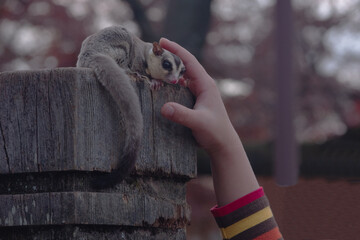 モモンガ8