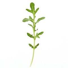 Naklejka premium Arugula isolated on a with a white background, close up