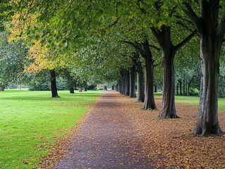 A row of deciduous trees lining a quiet park path, their leaves carpeting the ground