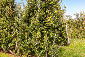 Picturesque view of trees with ripe apples in farm fruit orchard