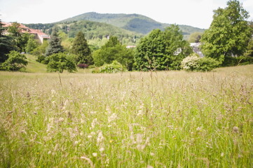 landscape with field and mountains