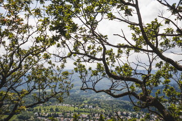 branches against sky