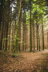 Obraz premium forest in autumn