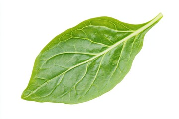 Fototapeta premium Single arugula leaf isolated on white