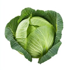 Obraz premium A whole head of cabbage, its green leaves tightly wrapped, isolated against a white background