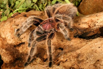 Chilean Rose Hair Tarantula (Grammostola rosea).