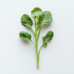 Arugula isolated on a with a white background, close up