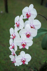 Fototapeta premium Beautiful white orchid flower with green blur background.