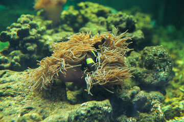 Hidden Cute anemone fish playing on the coral reef, beautiful color clownfish on coral feefs, anemones on tropical coral reefs