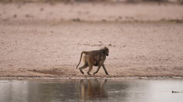 Baboon mother carrying her baby as the family group drink water in the late winter dry season. Large primates in Africa, considered Old World monkeys. Monkey troop or family group. Slow motion