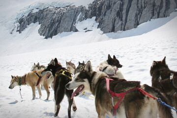 Alaska glacier with iditarod dogs on a snow capped mountain