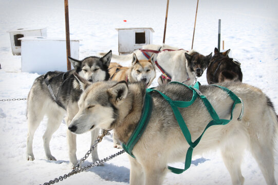 Alaska glacier with iditarod dogs on a snow capped mountain