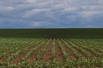 Soybean field in a sunny day. Agricultural scene.